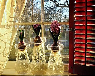 Did You Force Any Bulbs This Winter?